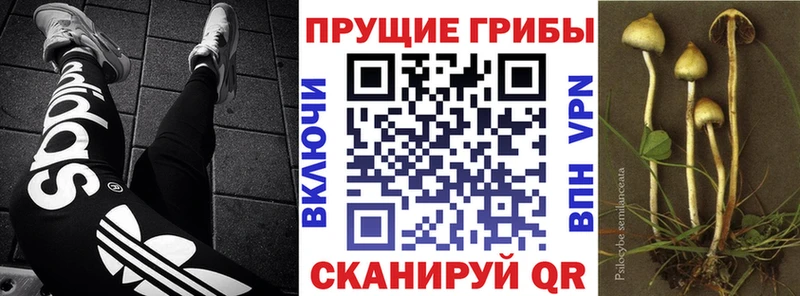 купить закладку  Североуральск  Галлюциногенные грибы MAGIC MUSHROOMS 